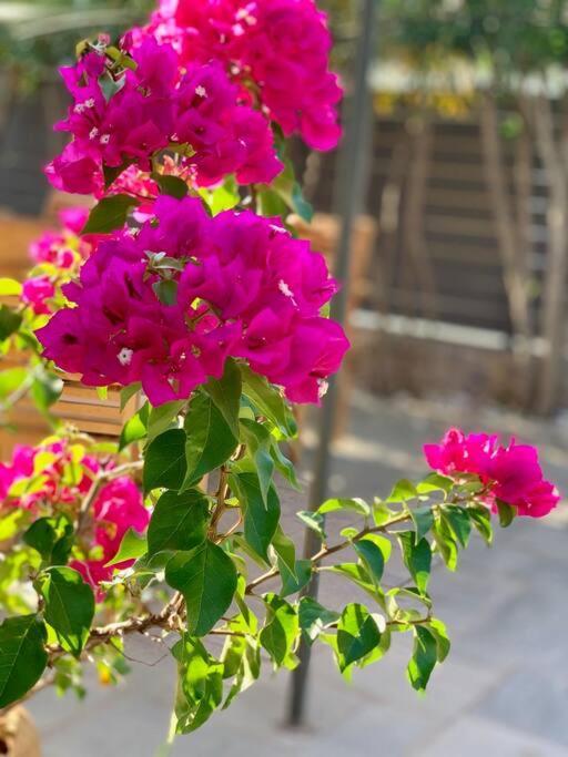 Villa Oleander Agios Nikolaos Loutra Edipsou ภายนอก รูปภาพ